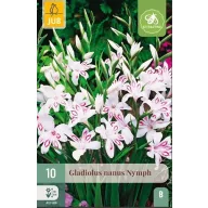 Lukovice gladiole Nymph 10 kom JUB