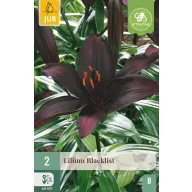 Cvjetna lukovica ljiljana Blacklist 2 kom JUB