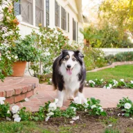   Pas u vrtu – harmonija umjesto bojišta - Webinar - 2026.02.27. 19:00