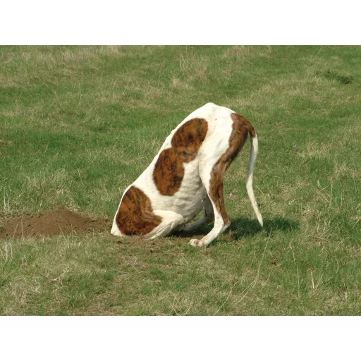 Pas u vrtu – harmonija umjesto bojišta - Webinar - 2026.02.27. 19:00