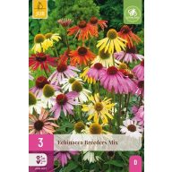 Virághagyma Echinacea Breeders mix 3 db JUB