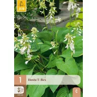 Évelő Hosta T-Rex 1 db JUB
