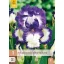 Évelő Iris germanica Loop the Loop 1 db JUB