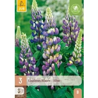 Évelő Lupinus Blauw/Blue (Csillagfürt) 3 db JUB