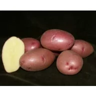   Burgonya vetőgumó "Balatoni Rózsa" ELIT 50 db 25-35 mm