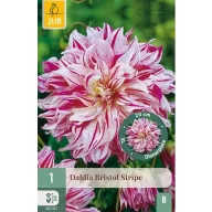 Virághagyma Dália Bristol Stripe 1 db JUB