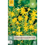   Virághagyma Crocosmia George Davison (Sáfrányfű) 10 db JUB