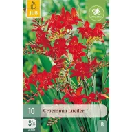 Virághagyma Crocosmia Lucifer (Sáfrányfű) 10 db JUB