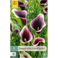 Virághagyma Kála (Zantedeschia) Dubai Nights 1 db JUB