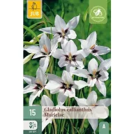 Virághagyma Kardvirág Call.Mur. Acidanthera 15 db JUB