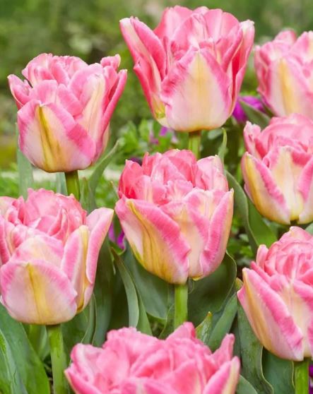 Flower bulb Tulip Pink Delight 7 pieces JUB
