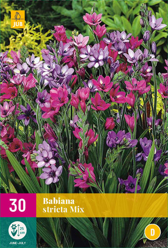 Bulb Babiana stricta (Babiana root) 10 pieces JUB