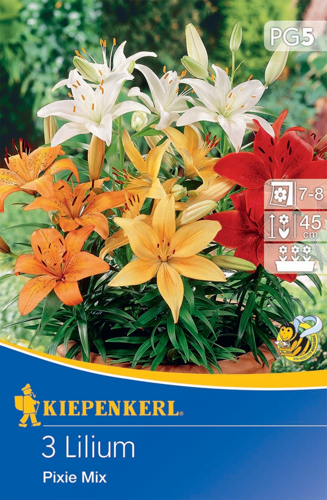 Bulb Lily colour mix Pixie Mix Kiepenkerl 3 pcs