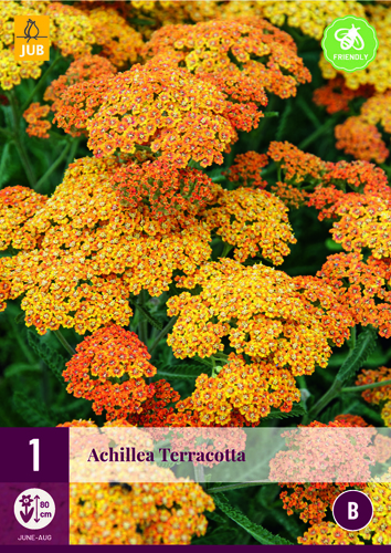 Perennial Achillea terracotta (Common yarrow) 1 plant JUB
