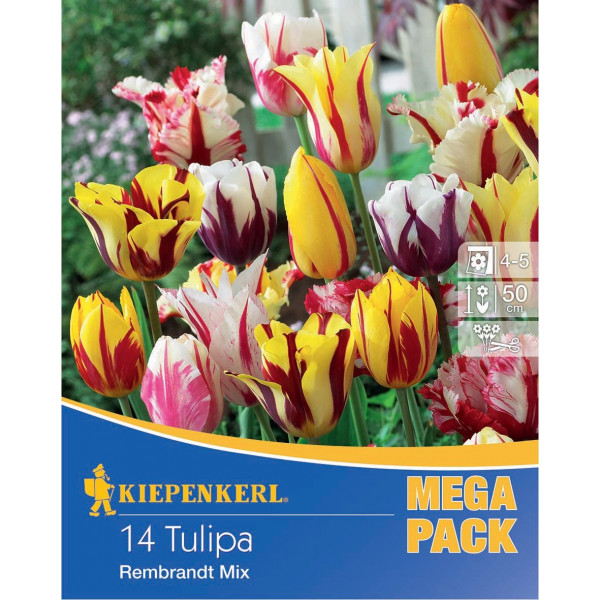 Flower bulb Tulip Mega-Pack Rembrandt mix Kiepenkerl 14 pcs