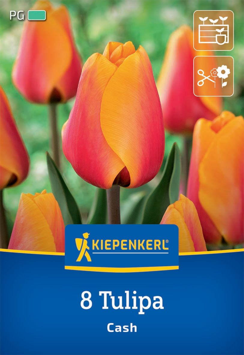 Flower Bulb Tulip Cash Kiepenkerl 8 pcs