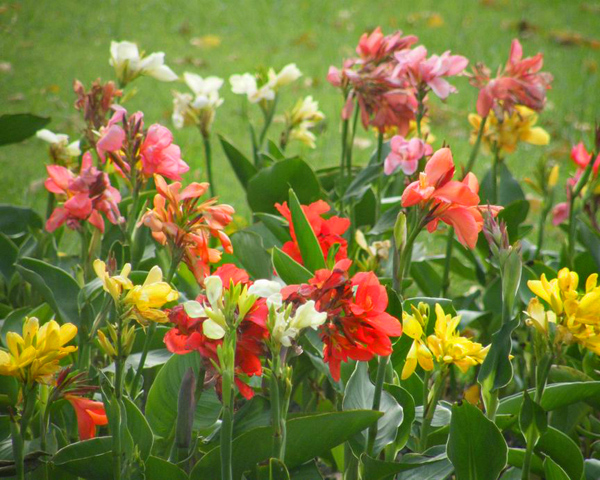 Rosemary (Canna Indicat) 5 seeds