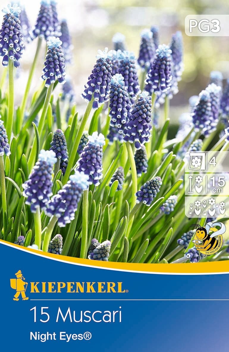 Flower bulbs Pearl Night Eye 15 pcs Kiepenkerl