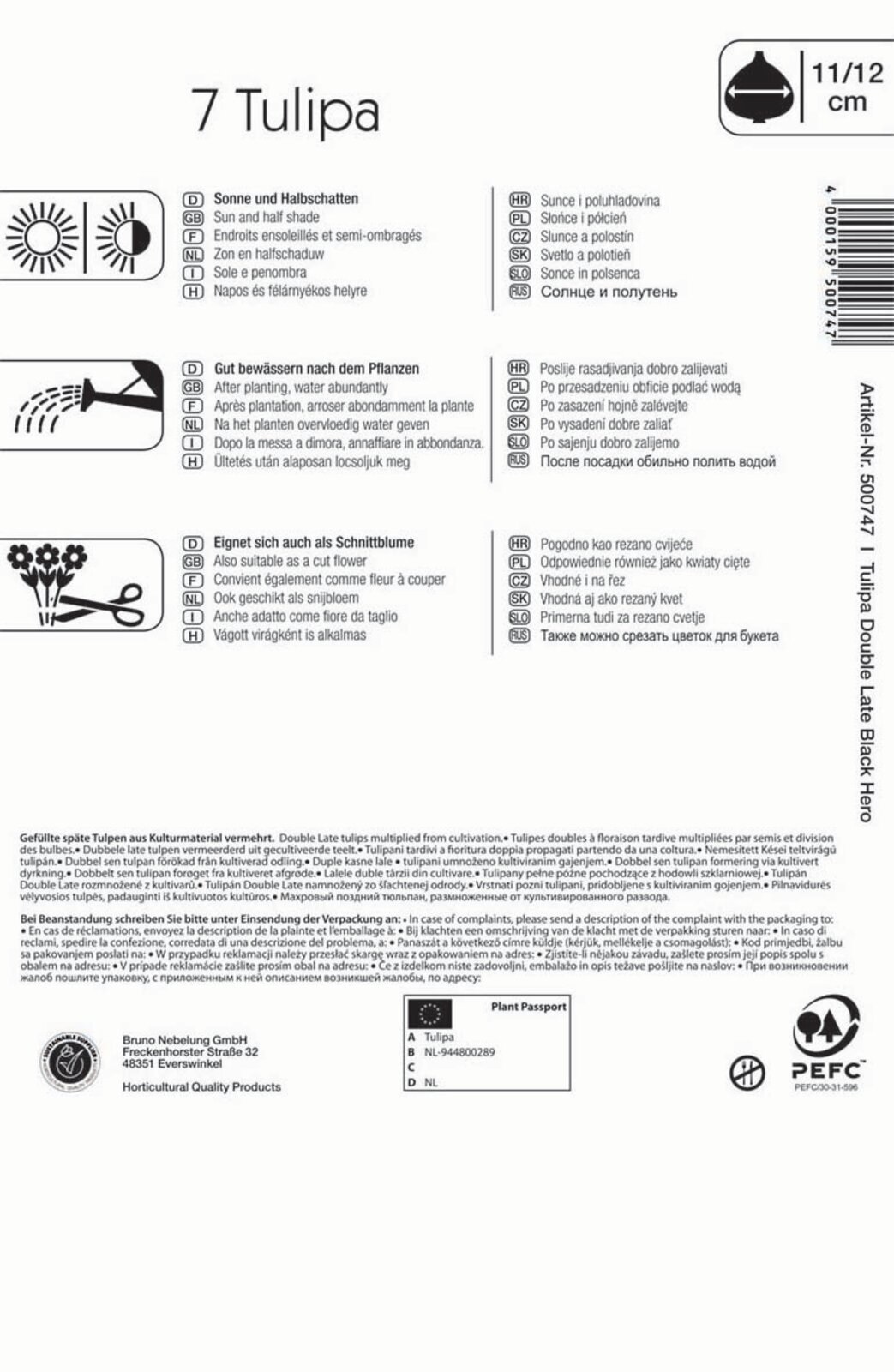 Flower bulb Tulip Black Hero 7 pcs Kiepenkerl