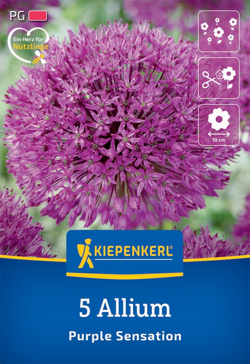 Flower Bulb Ornamental Onion Purple Sensation Kiepenkerl 5 pcs