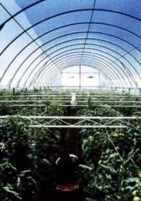 Foil TVK 8.5x60m 0,15 UV 2 years S2N