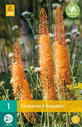Flower bulb Eremurus Cleopatra (Whip lily) 1 JUB