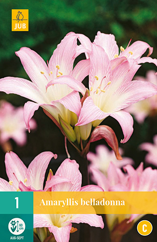 Flower bulb Amarillis Belladonna 1 piece JUB