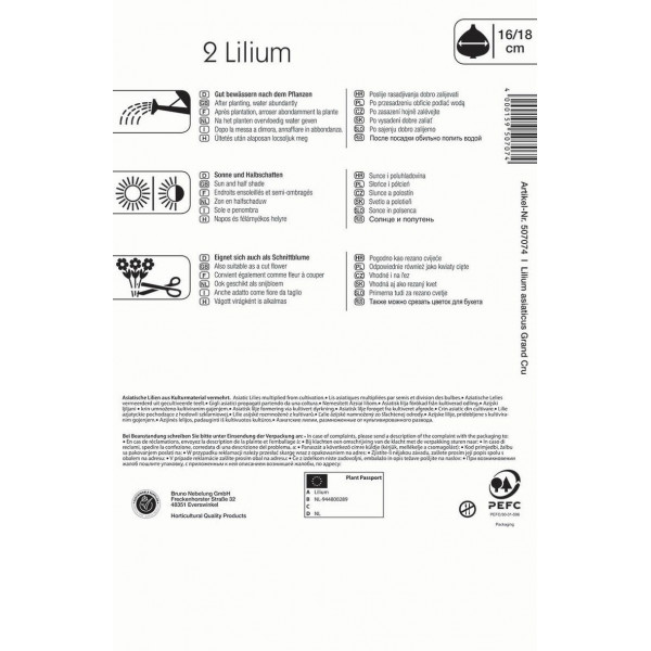 Flower bulbs Asian Lily Grand Cru Kiepenkerl 2 pcs