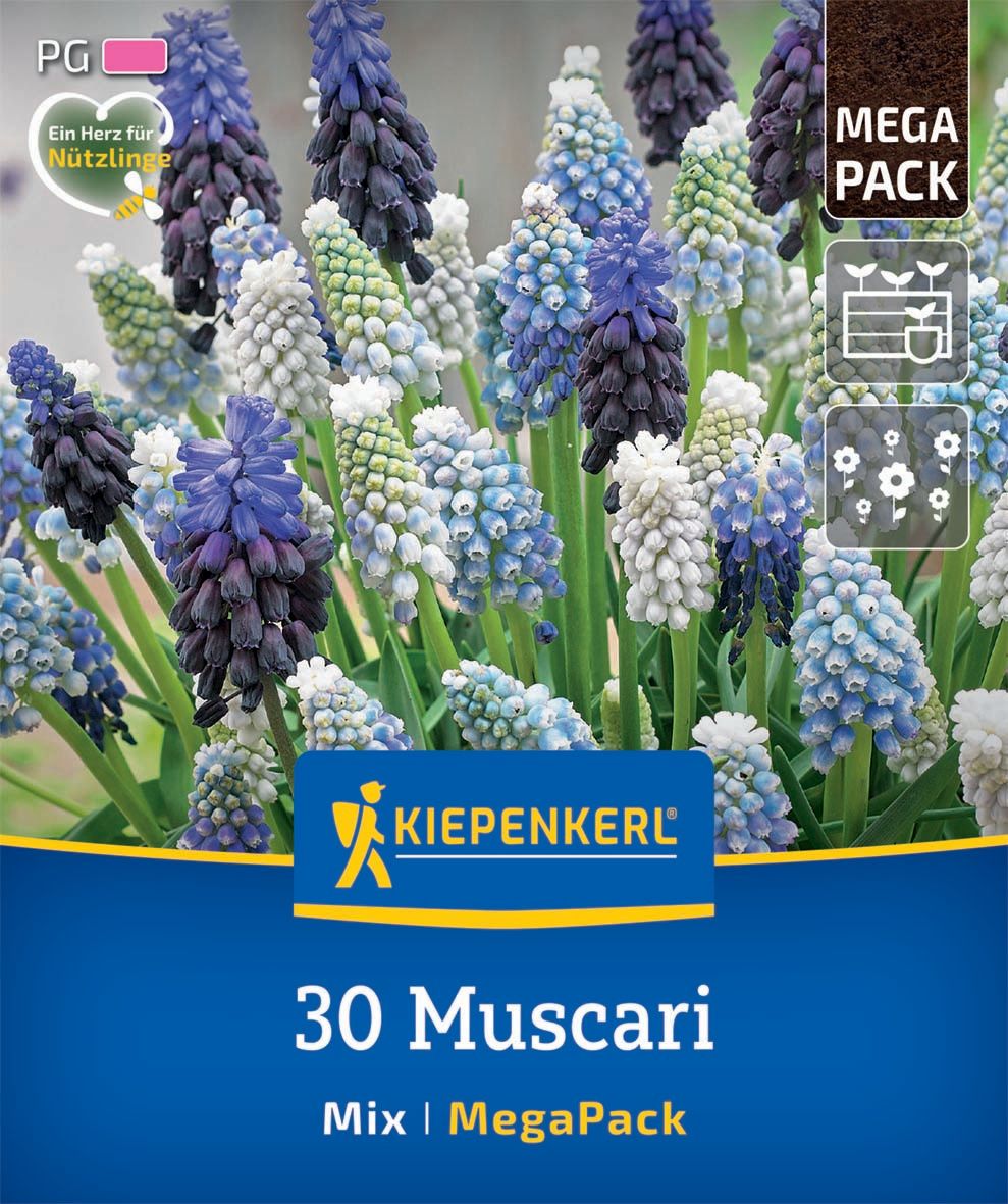 Flower Bulb Pearl (Muscari) Mix Megapack Kiepenkerl 30 pcs