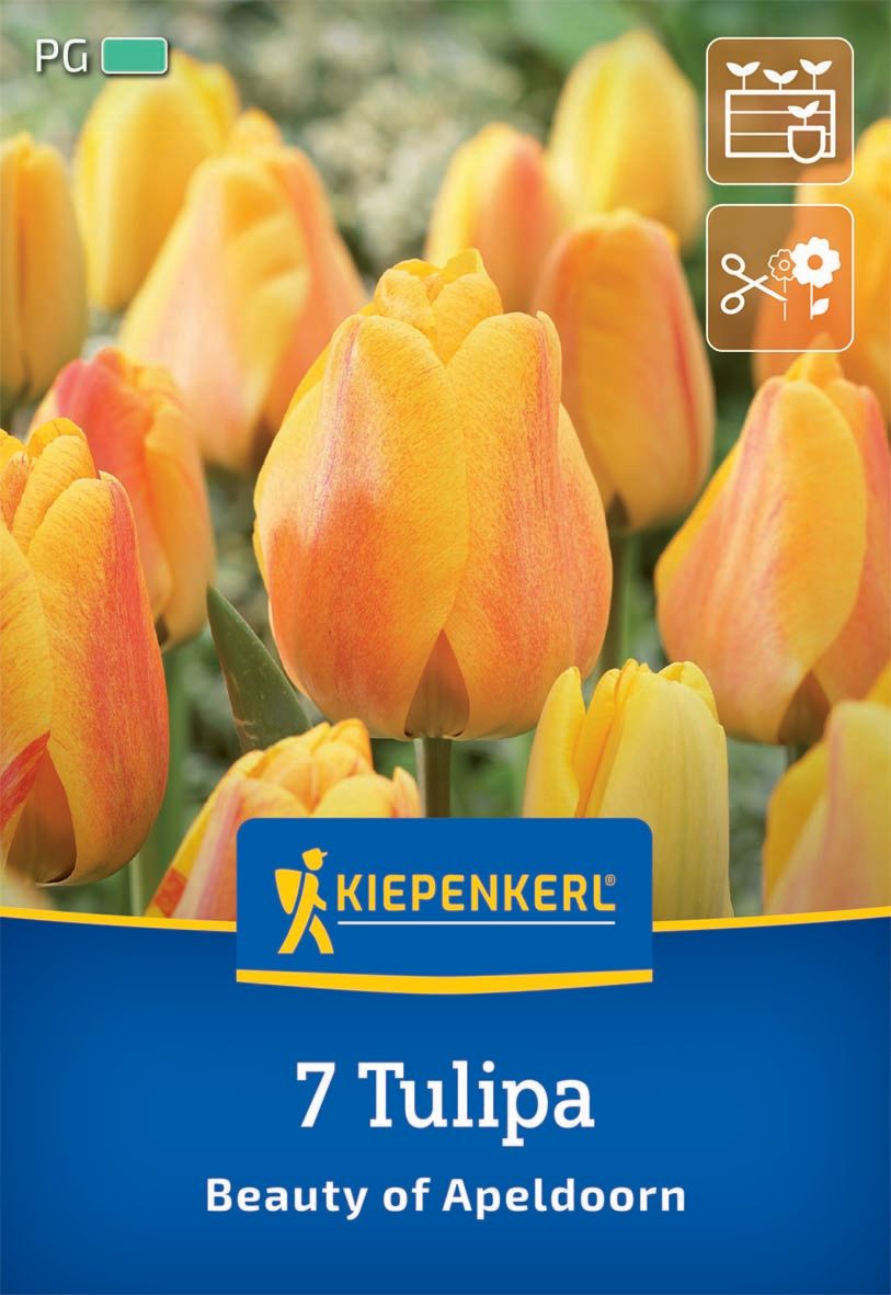 Flower bulb Tulip Beauty of Apeldoorn Kiepenkerl 7 pcs