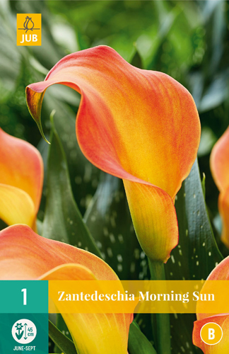 Flower bulb Zantedeschia Morning Sun 1 piece JUB