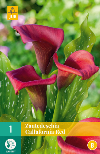 Flower bulb Zantedeschia Callafornia red 1 pc JUB