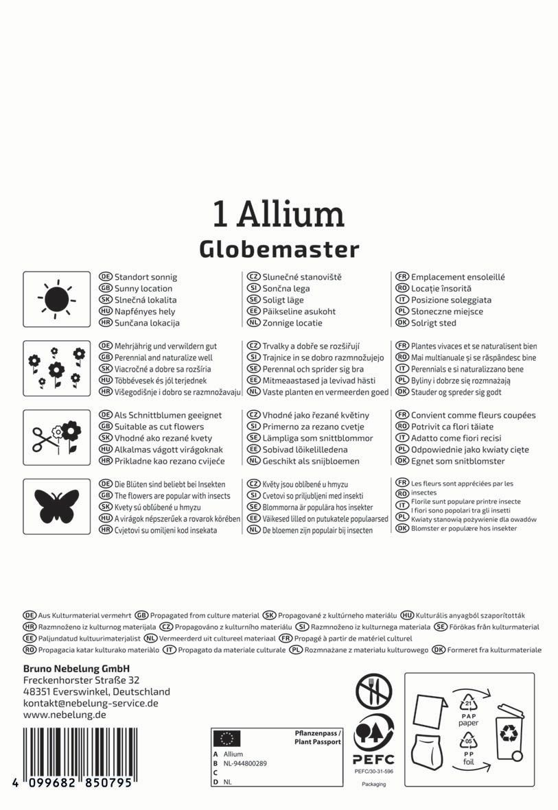 Flower Bulb Ornamental Onion Globemaster Kiepenkerl 1 pc