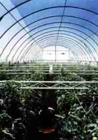 Foil TVK 16x52m 0,15 UV 2 years S2N