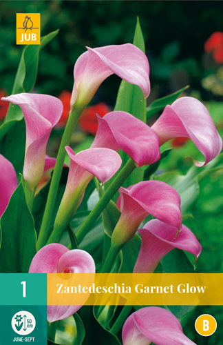 Flower bulb Zantedeschia Garnet Glow 1 pc JUB