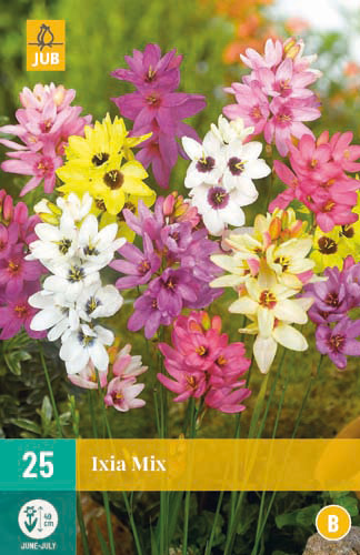 Flower bulb Ixia Mix (Lily of the Valley) 25 pcs JUB