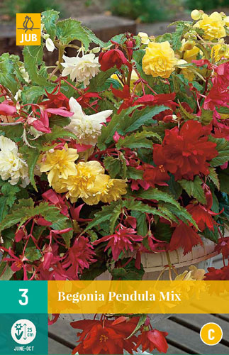 Flower bulb Begonia Pendula Mix 3 pieces JUB