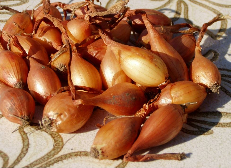 Dughagyma Makói őszi 500g