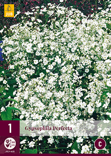Perennial Gyipsophila Perfecta (Perpetual flower) 1 piece JUB