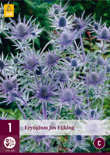 Perennial Eryngium Jos Eijking (Iringos) 1 JUB
