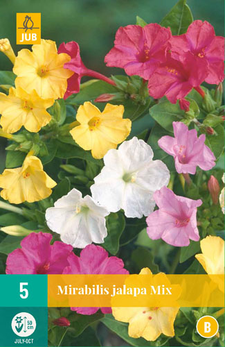 Flower Bulb Mirabilis jalapa Mix (Big Miracle Bulb) 5 pieces JUB