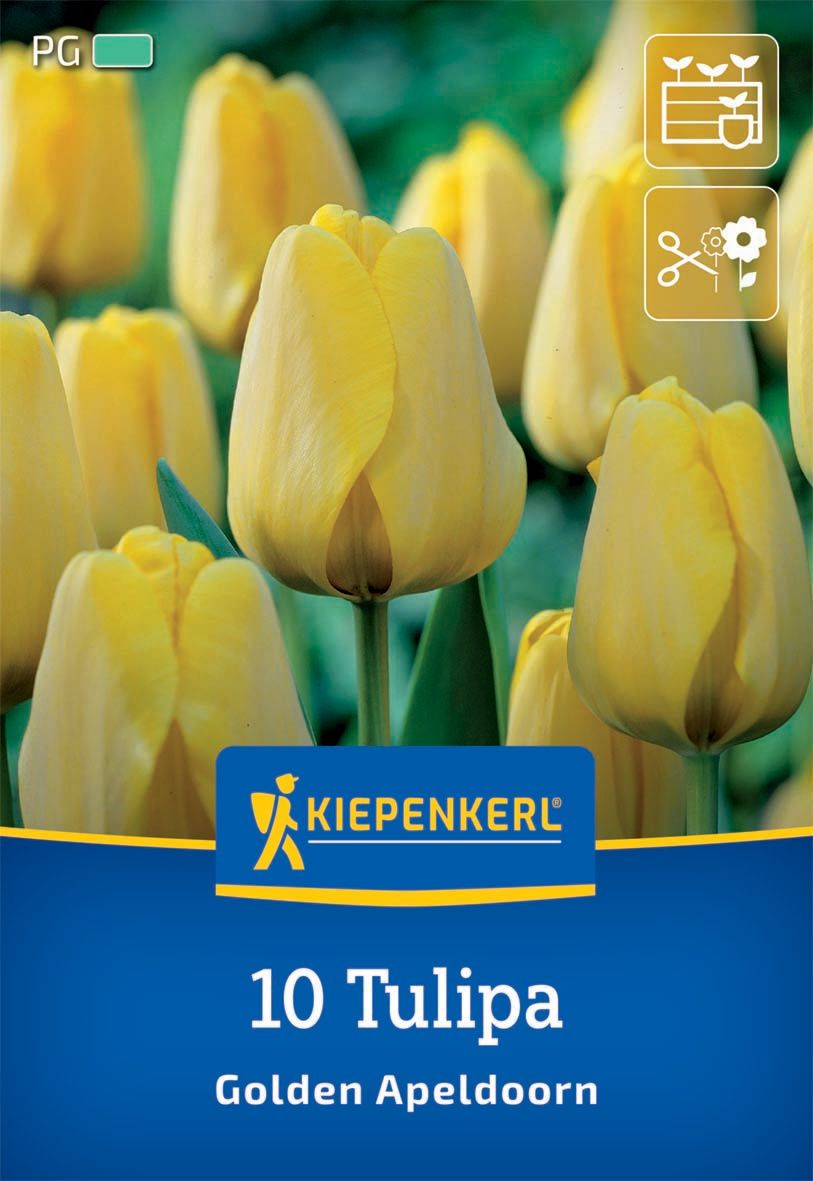 Flower bulb Tulip Golden Apeldoorn Kiepenkerl 10 pcs