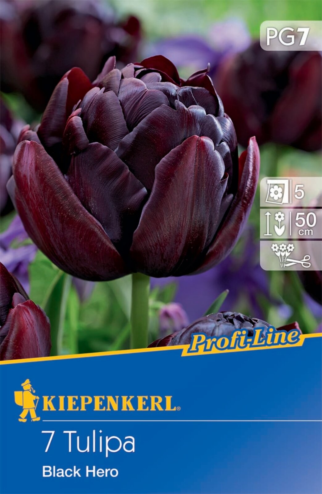Flower bulb Tulip Black Hero 7 pcs Kiepenkerl