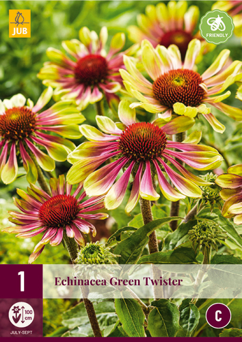 Perennial Echinacea Green Twister 1 JUB