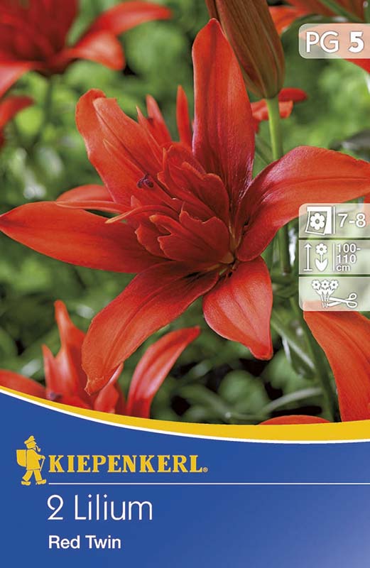 Flower Bulb Lily Red Twin 2 pcs