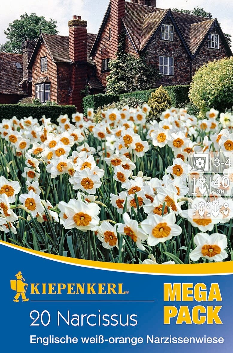 Flower Bulb Daffodil Mega Pack English White-orange daffodil field 20 pcs Kiepenkerl