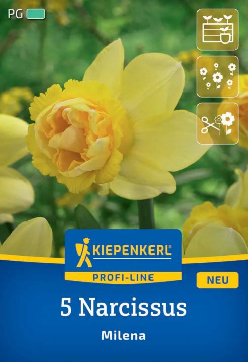 Bulb Daffodil Milena Kiepenkerl 5 pcs