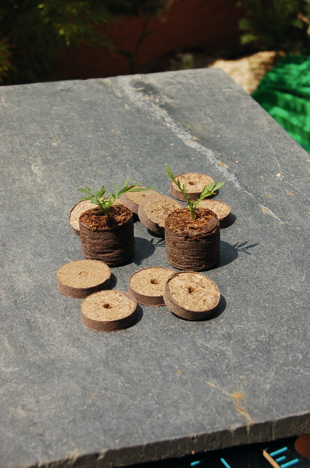 Peat discs Jiffy (25 pieces)