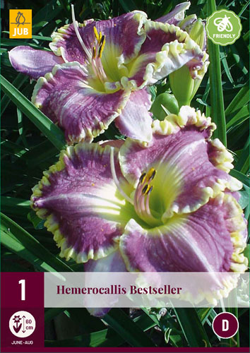 Perennial Hemerocallis Bestseller (Mantis Lily) 1 JUB