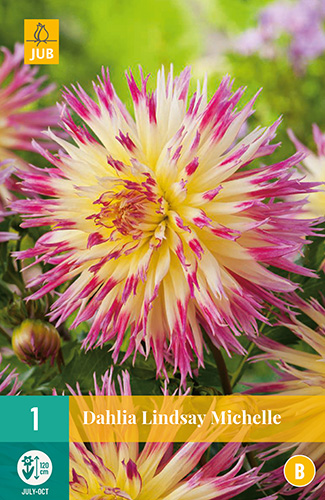 Flower bulb Dahlia Lindsay Michelle 1 piece JUB